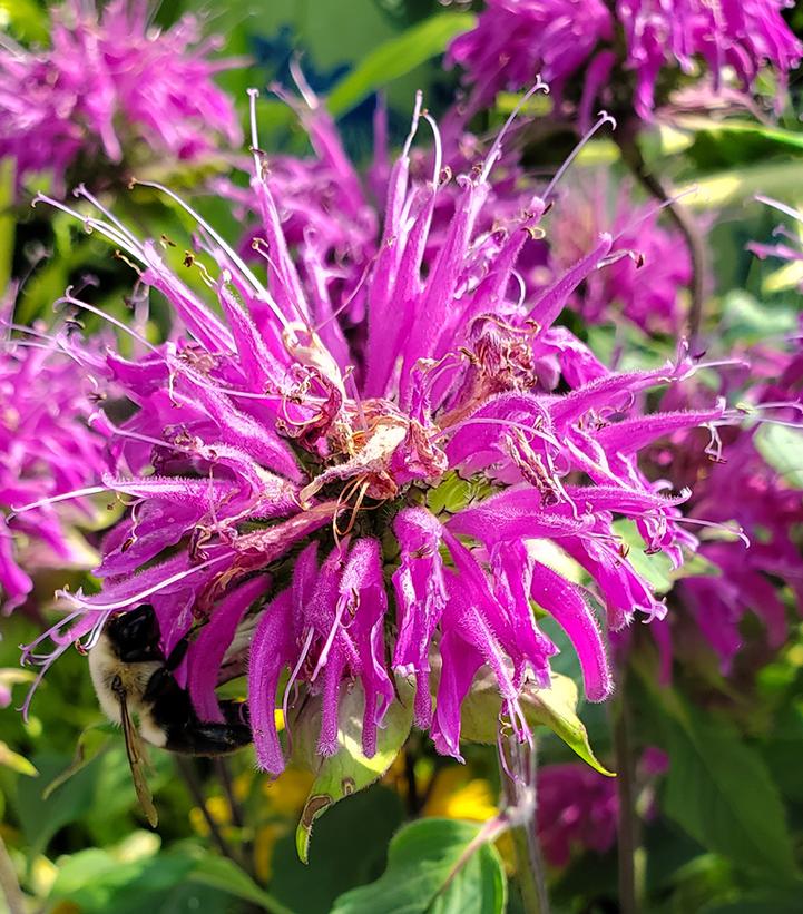 Monarda Blue Stocking