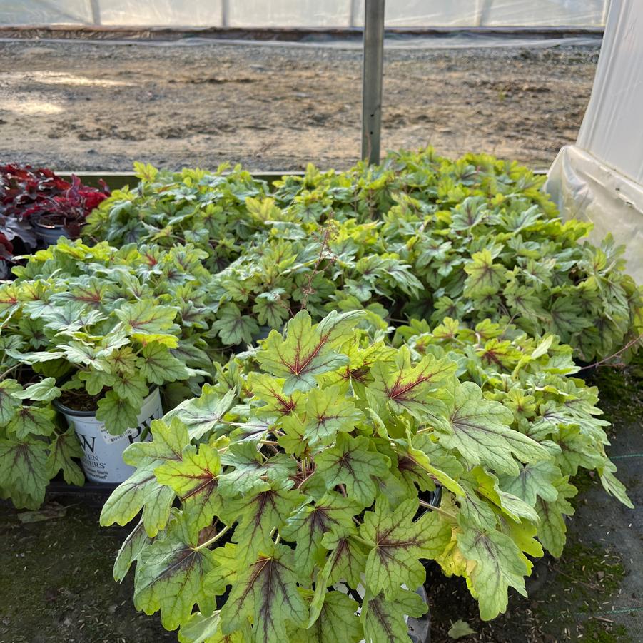 Heucherella hybrid Fun and Games® 'Eye Spy'