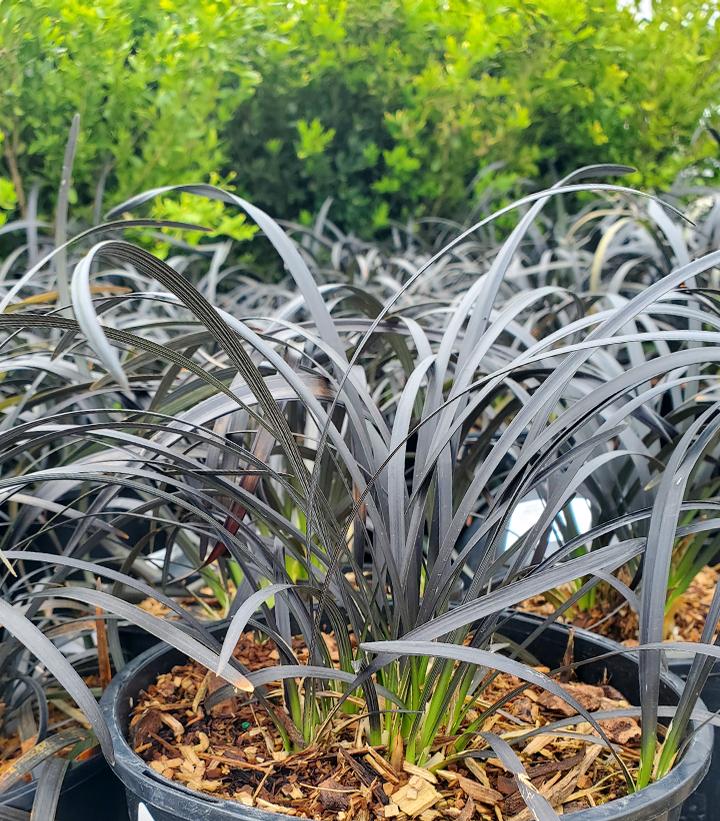 Ophiopogon planiscapus Nigra