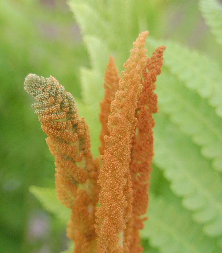 Osmunda cinnamomea 