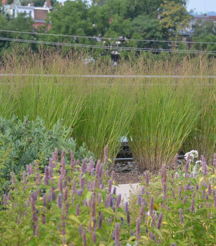 Panicum virgatum Heavy Metal