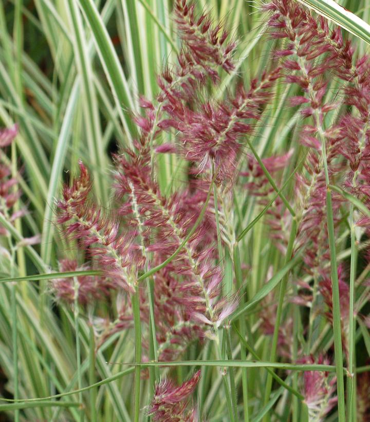 Pennisetum orientale Karley Rose