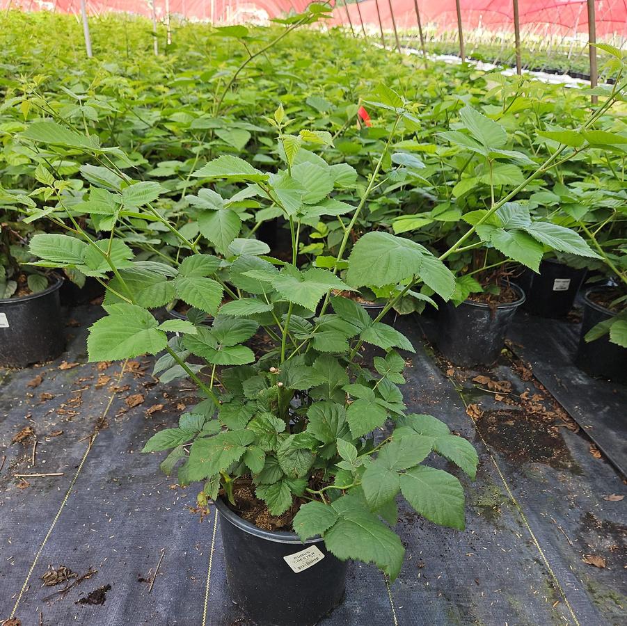 Rubus fruticosus 'Chester'