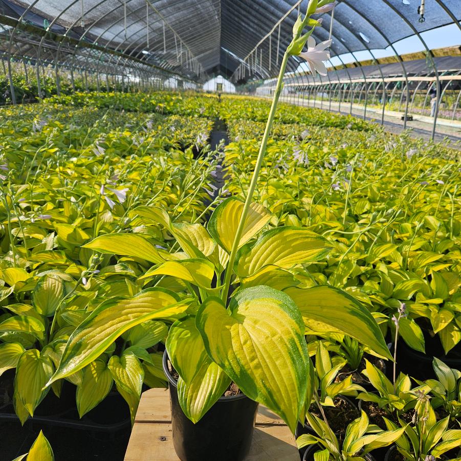 Hosta 'Stained Glass'