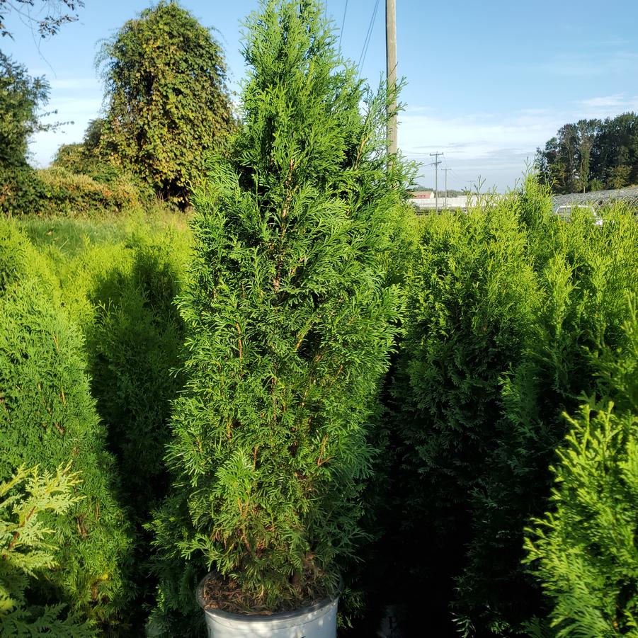 Thuja occidentalis North Pole®