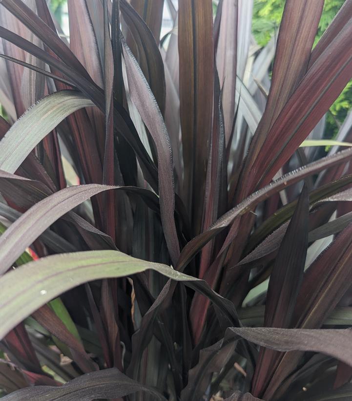 Pennisetum 'First Knight'