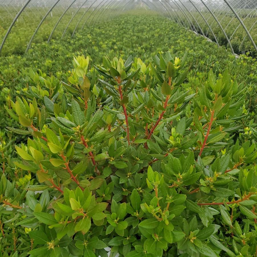 Rhododendron x Black Hat®