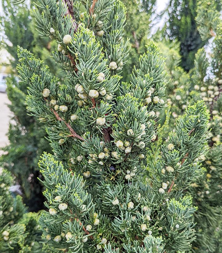 Juniperus chinensis Robusta Green