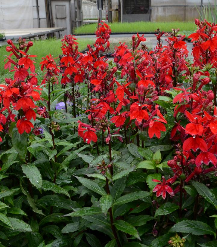 Lobelia x speciosa Starship™ Scarlet