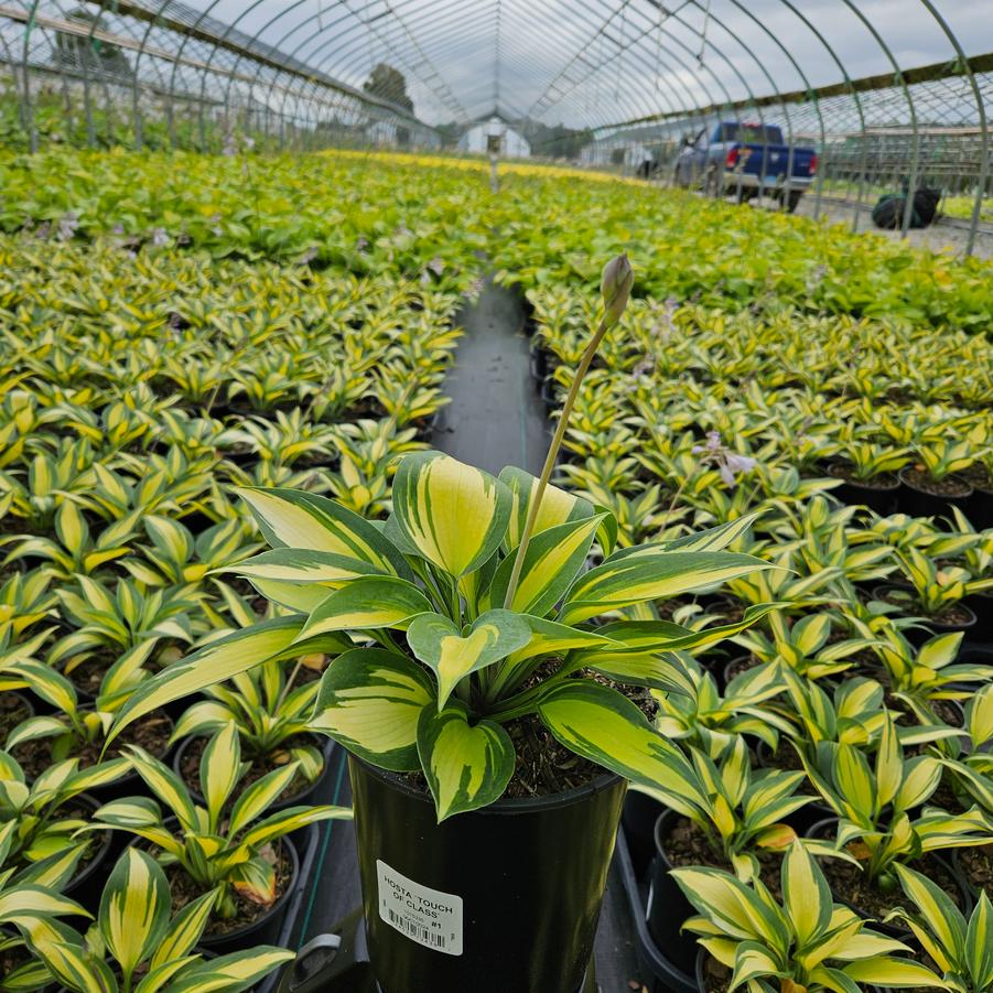 Hosta 'Touch of Class'