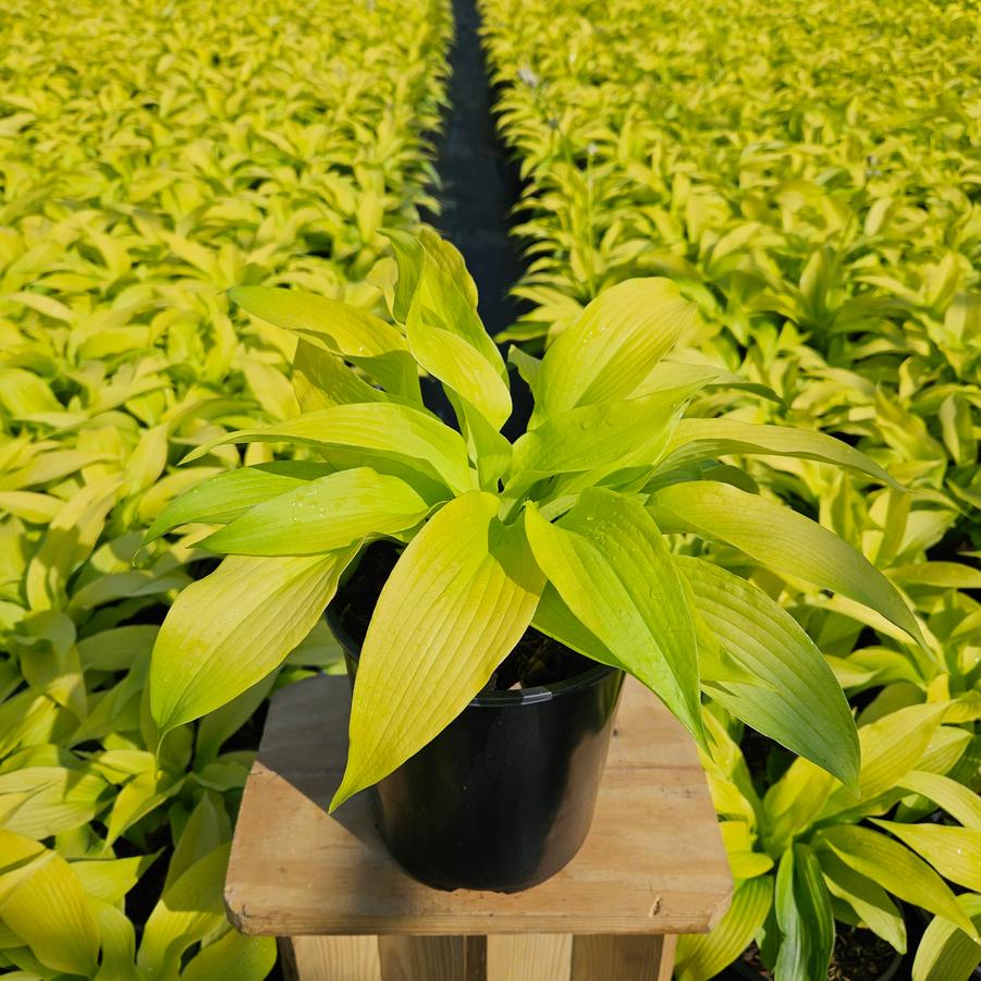 Hosta 'Dancing Queen'