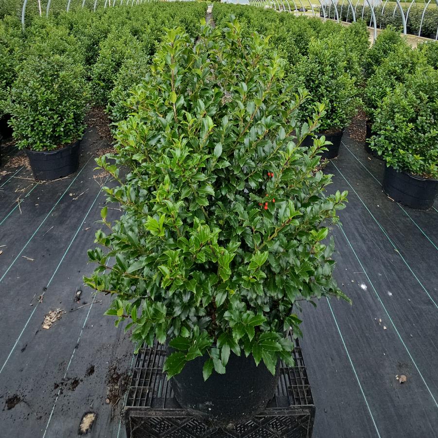 Ilex X meserveae Blue Maid