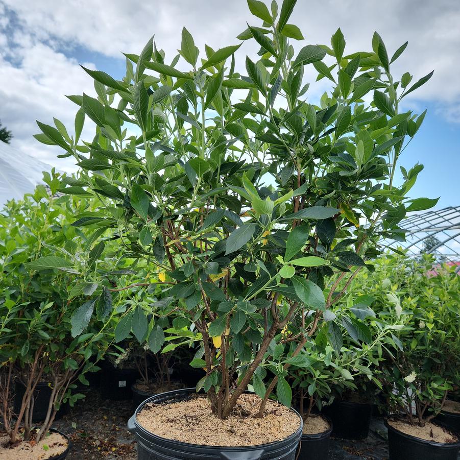 Clethra alnifolia 