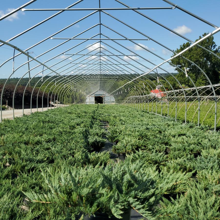 Juniperus horizontalis 'Blue Chip'