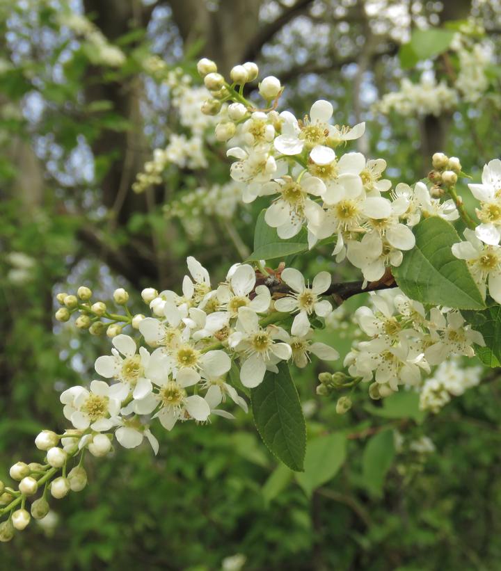 Prunus serotina 