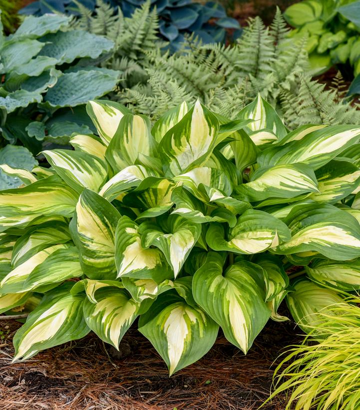 Hosta hybrid 'Miss America'