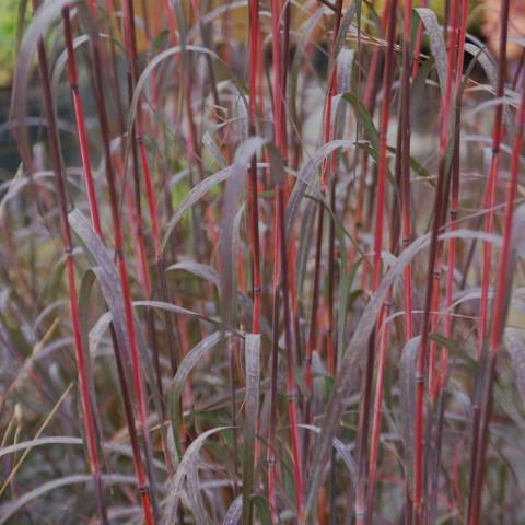 Andropogon gerardii 'Holy Smoke'