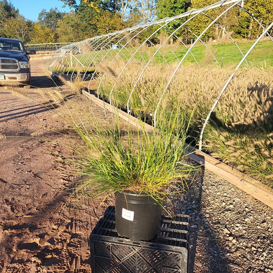 Pennisetum alopecuroides Hameln