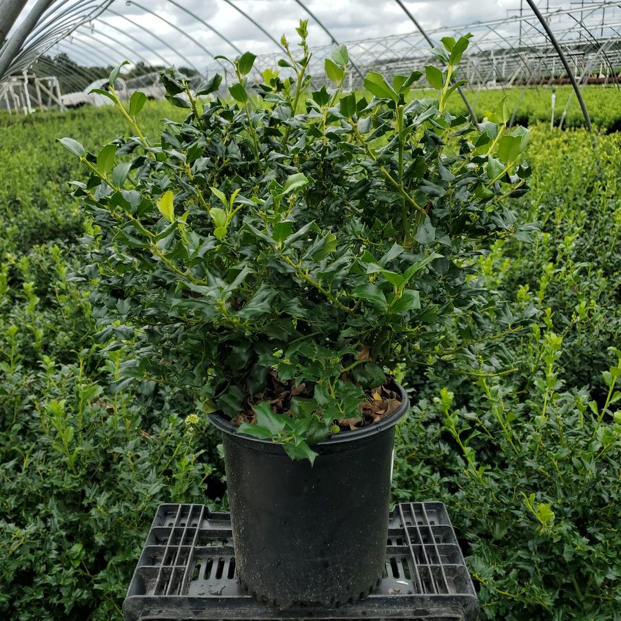 Ilex X meserveae China Girl