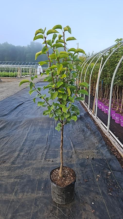 Pyrus pyrifolia 'Shinseiki'