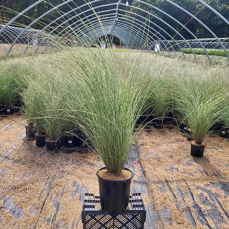 Miscanthus sinensis Morning Light