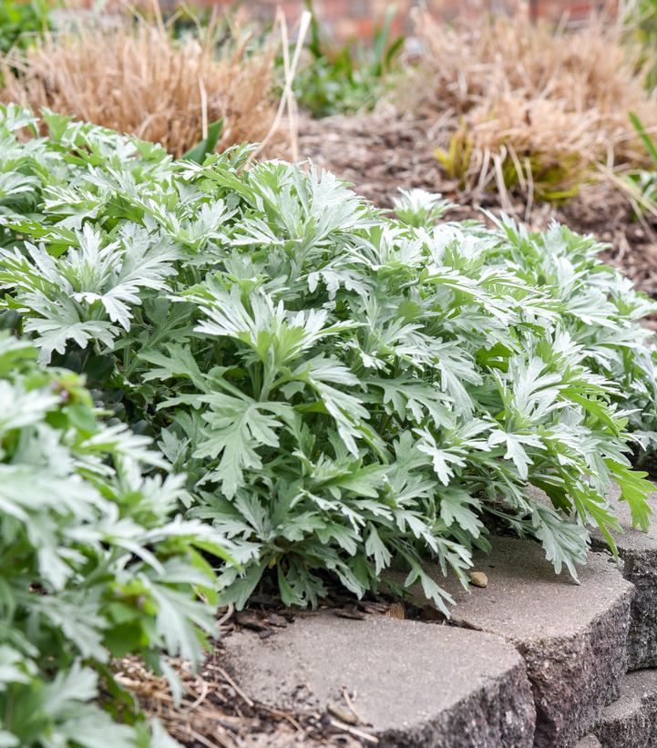 Artemisia 'Silver Lining'