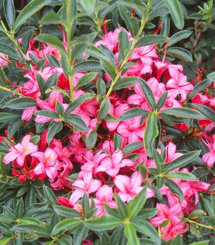 Azalea 'Weston's Parade'