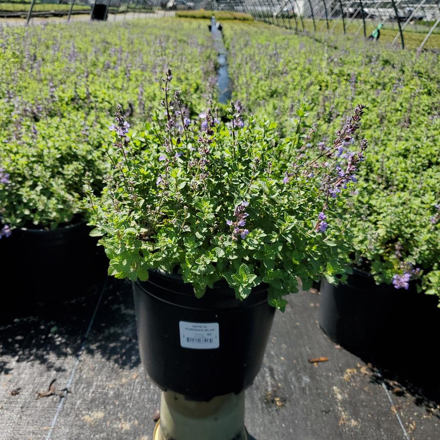 Nepeta faassenii 'Purrsian Blue'