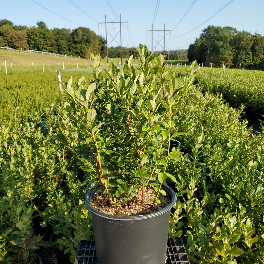 Vaccinium corymbosum 'Patriot'