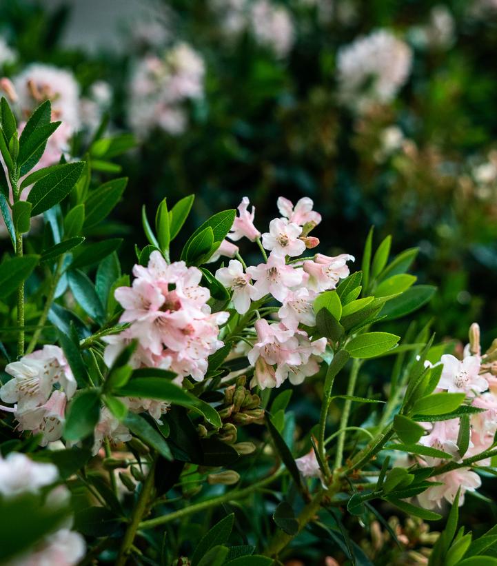 Rhododendron hirsutum x micrantha Bloombux® Blush