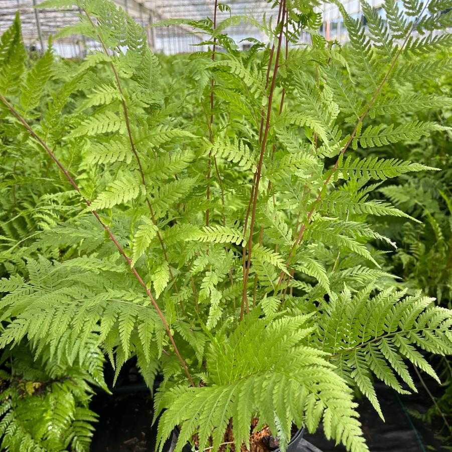 Athyrium filix femina Lady in Red