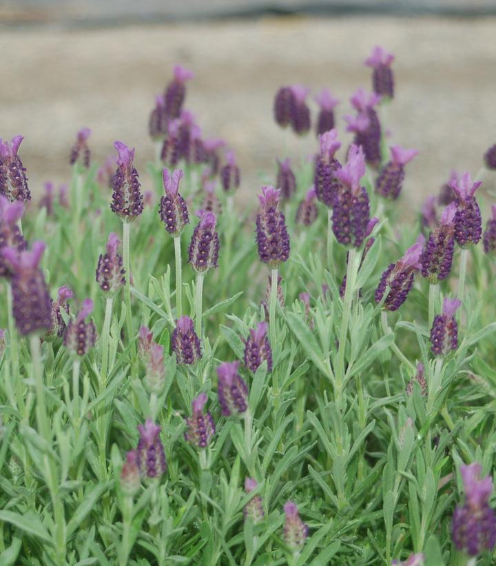 Lavandula stoechas 'Anouk'