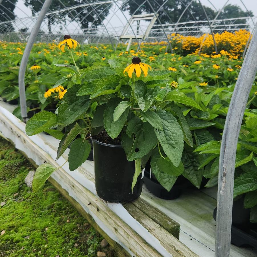 Rudbeckia fulgida var. sullivantii 'Goldsturm'