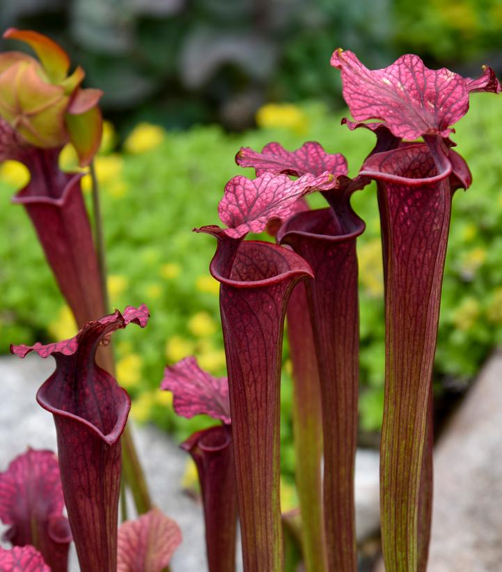 Sarracenia x moorei 'Conversation Piece'