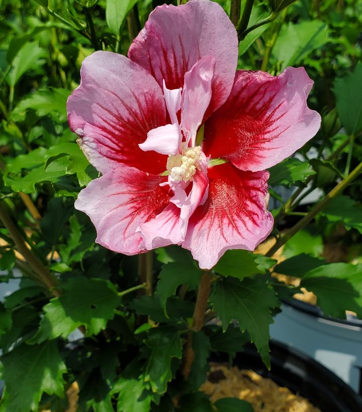 Hibiscus syriacus Red Pillar™