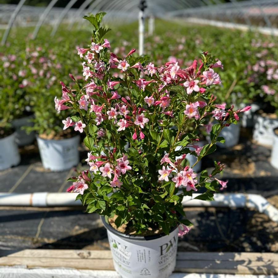 Weigela florida Sonic Bloom® Pure Pink