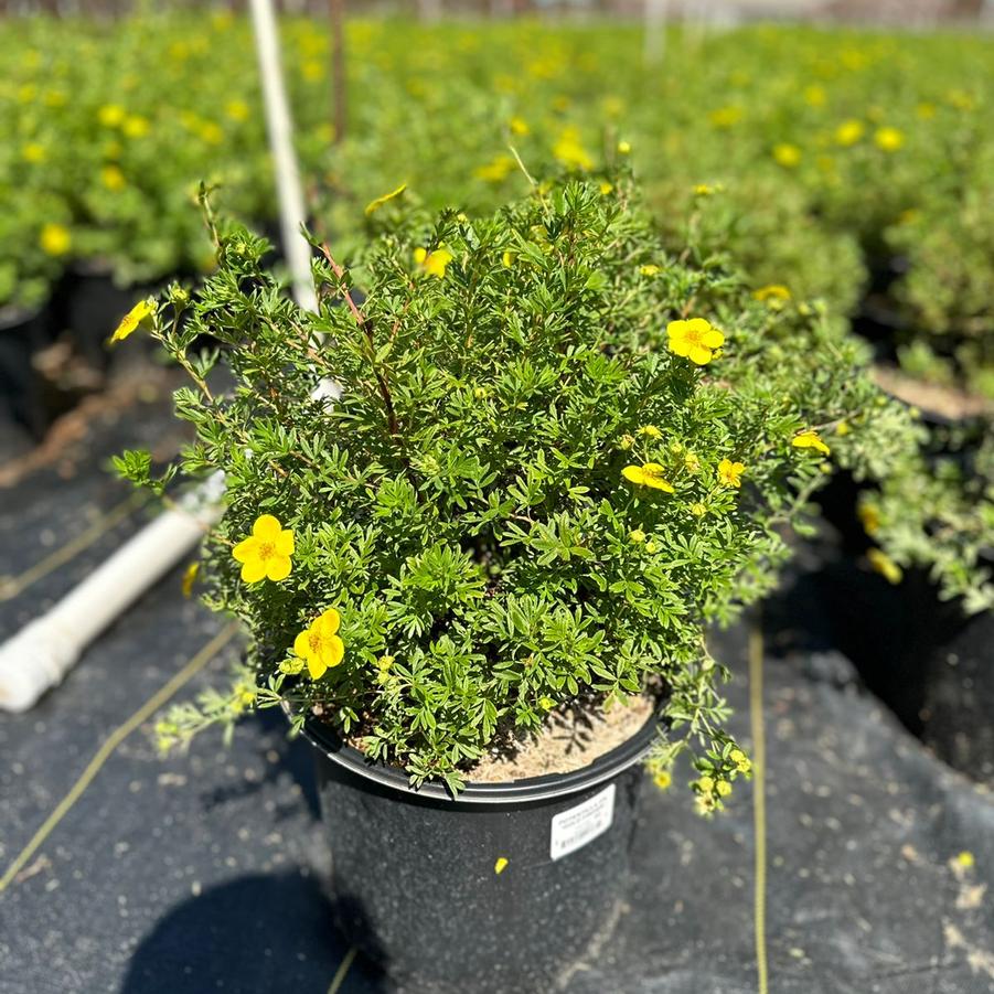 Potentilla fruticosa Goldfinger