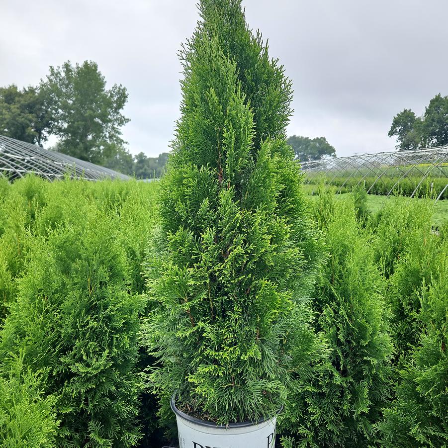 Thuja occidentalis North Pole®