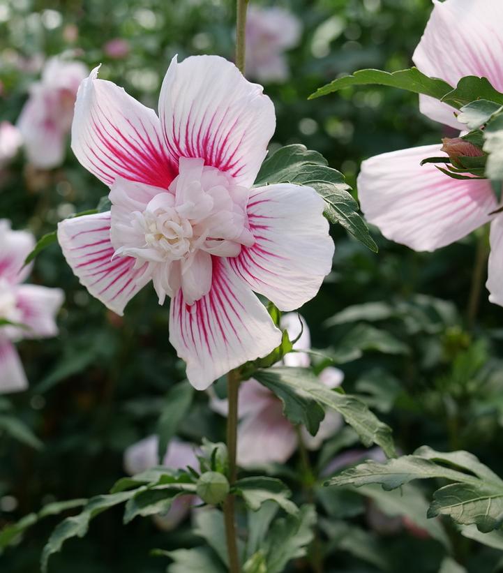 Hibiscus syriacus Starblast Chiffon™