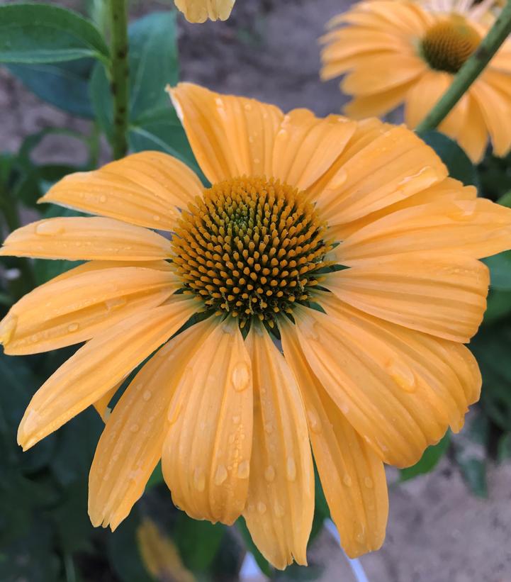 Echinacea hybrid Color Coded® 'One in a Melon'