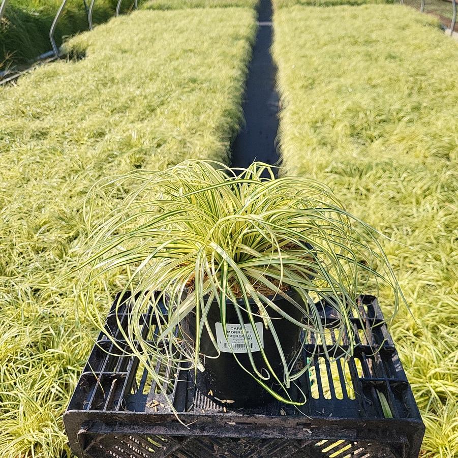 Carex morrowii Evergold