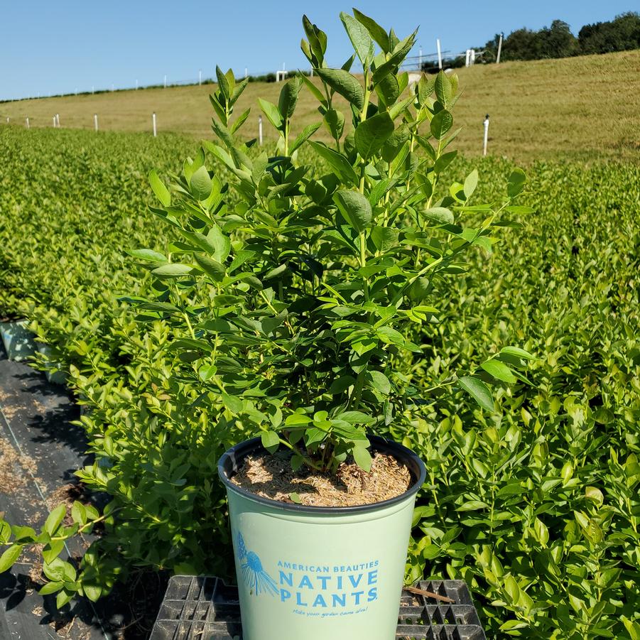 Vaccinium corymbosum Blue Jay