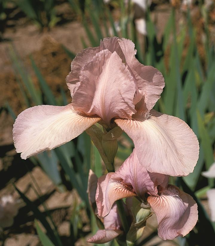 Iris germanica 'Precious Little Pink'