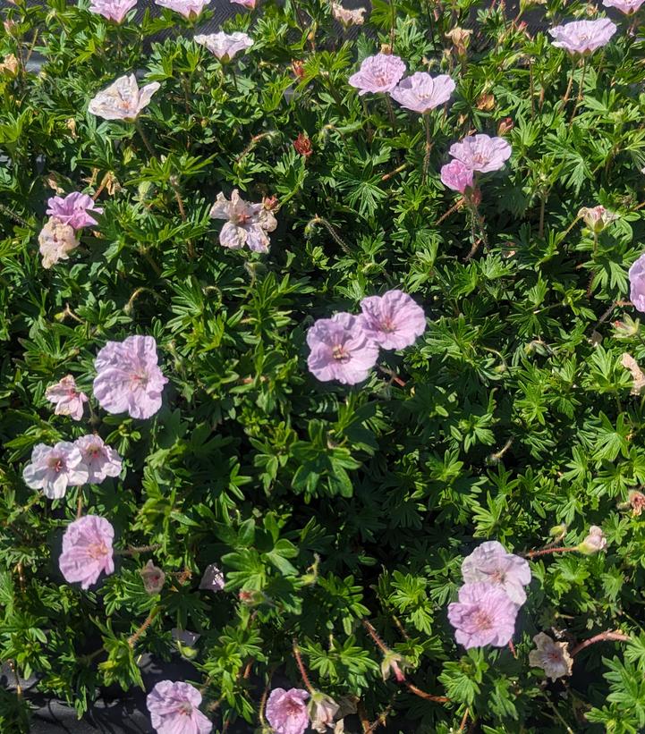 Geranium sanguineum var. striatum 