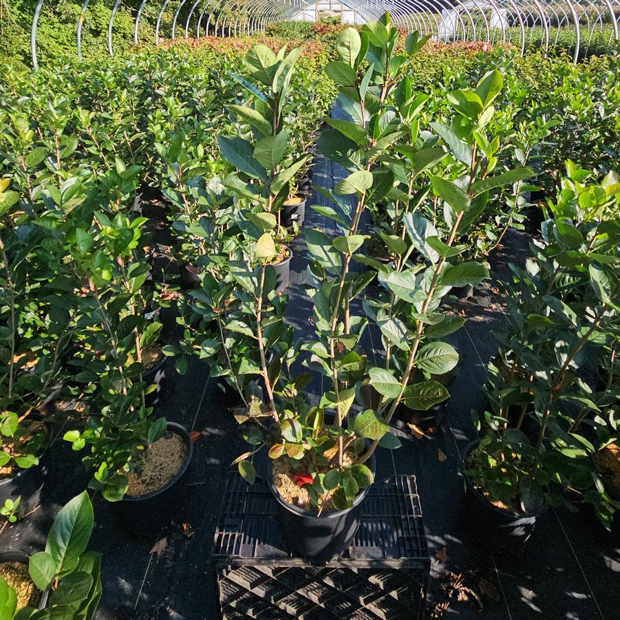 Aronia melanocarpa 'Viking'