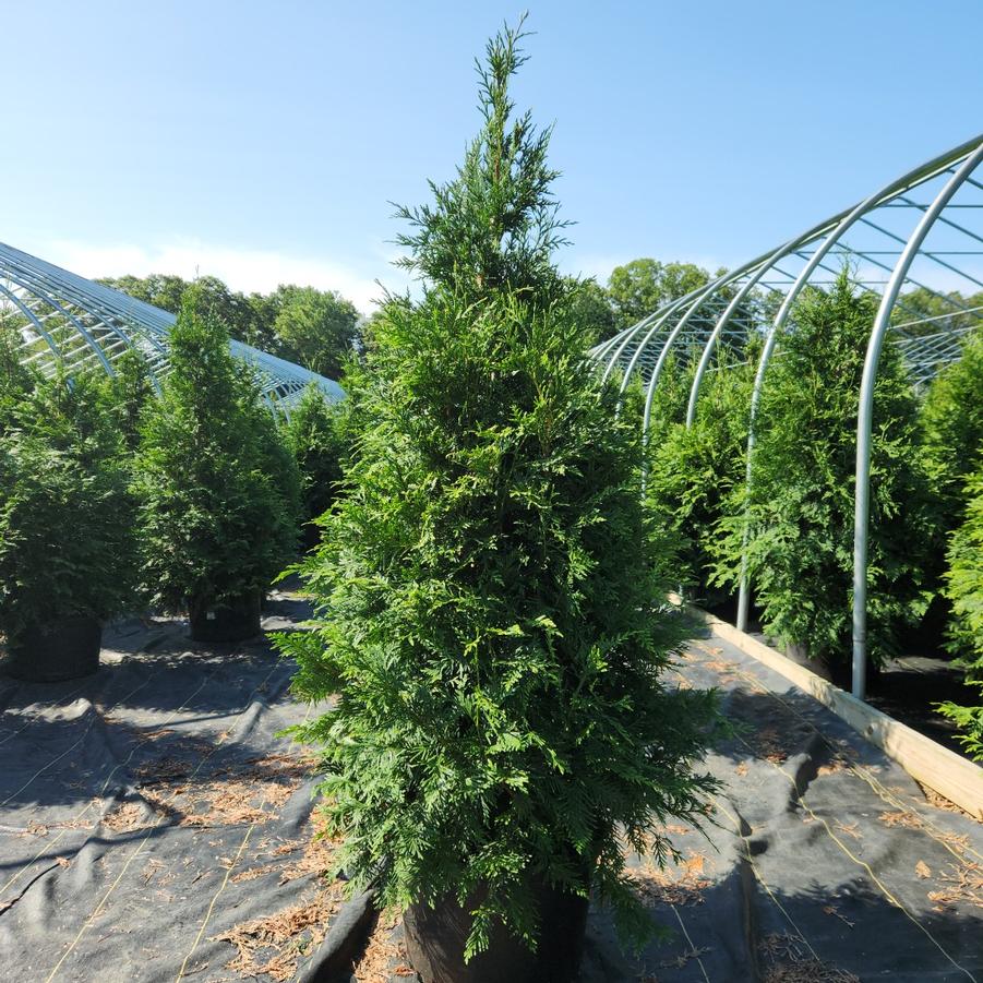 Thuja X 'Green Giant'