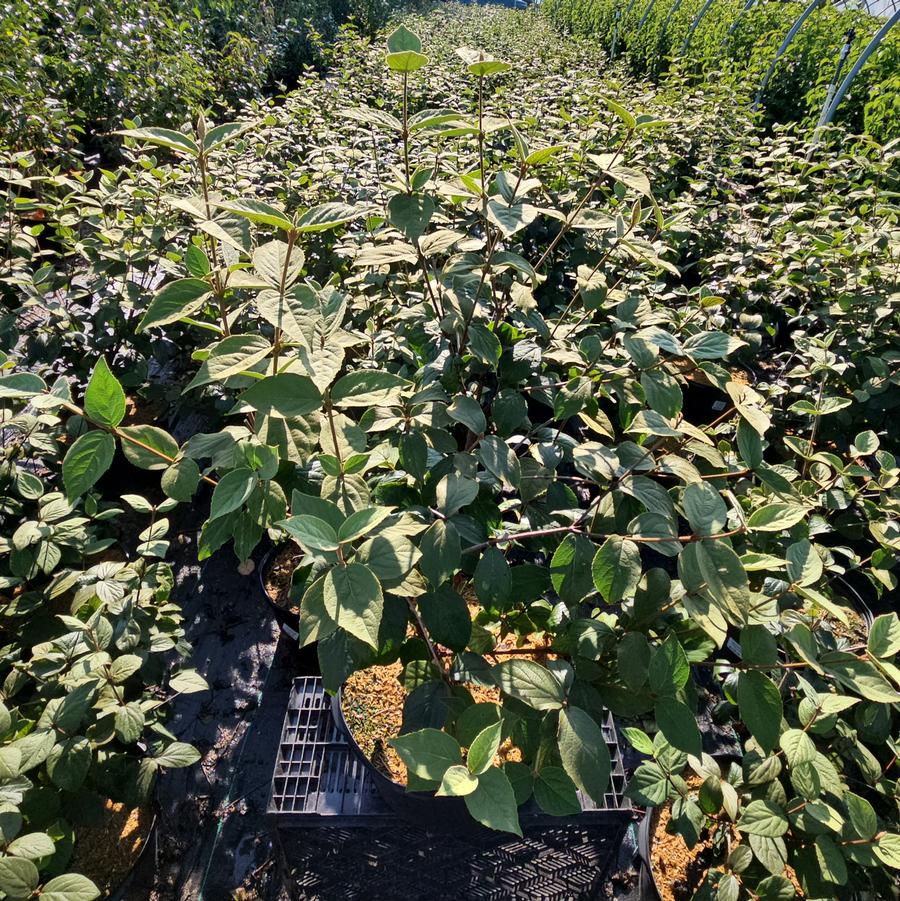 Viburnum carlesii 