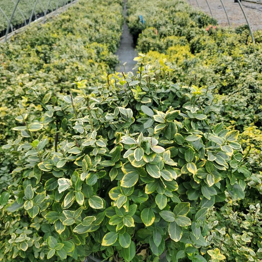 Euonymus f. 'Emerald 'n' Gold'