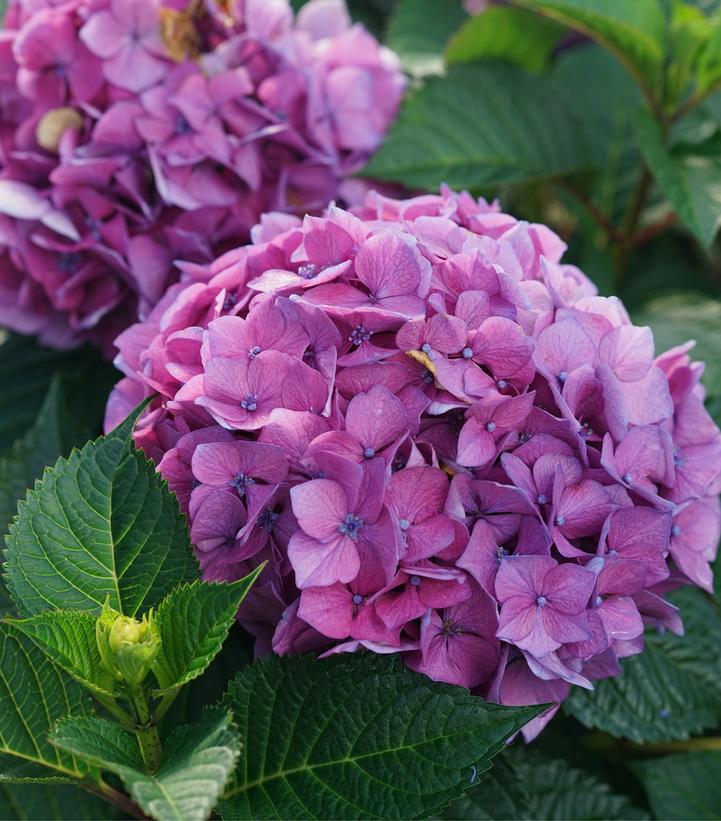 Hydrangea mac. Let's Dance Lovable™