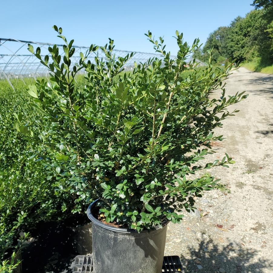 Ilex crenata Winterscape Chilly Willy